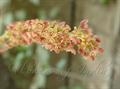 Phyllanthus acidus